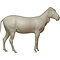 Hartmann's mountain zebra (Equus zebra hartmannae)