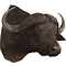 Cape buffalo (Syncerus caffer)