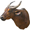 Bosbuffel (Syncerus caffer nanus)