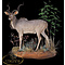 Greater Kudu (Tragelaphus strepsiceros)