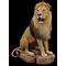 Lion (Panthera leo)