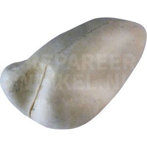 Dunbekmeeuw (Chroicocephalus genei / Larus genei)