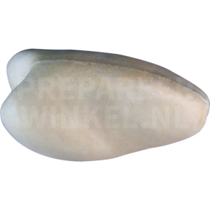 Indische slangenarend (Spilornis cheela)