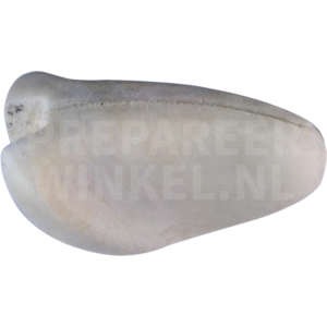 Kakariki (Cyanoramphus)