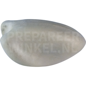 Zebravink (Taeniopygia castanotis)