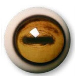 Mufflon (Ovis ammon)