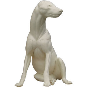 Gevlekte hyena (Crocuta crocuta)