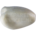 Blauwbaardamazone