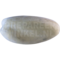 Witkopeend (Oxyura leucocephala)