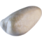 Weißkopf-Ruderente (Oxyura leucocephala)