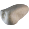 Lord Derby's parkiet (Psittacula derbiana)