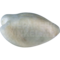 Rotkehl-Zwergpapagei (Psittaculirostris edwardsii)