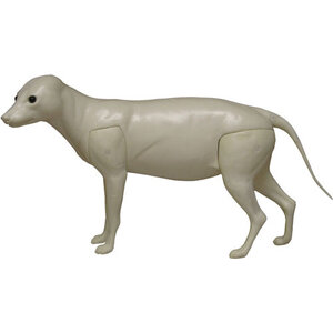 Marderhund (Nyctereutes procyonoides)