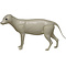 Raccoon dog (Nyctereutes procyonoides)