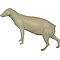 Wasbeerhond (Nyctereutes procyonoides)