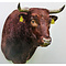 Schottische Hochlandrind (Bos taurus)