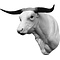 Schottische Hochlandrind (Bos taurus)