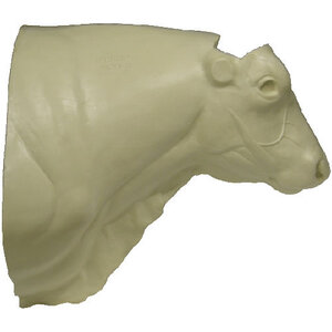 Schottische Hochlandrind (Bos taurus)