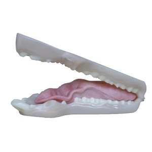 Wildschwein (Sus scrofa)