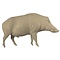 Wild boar (Sus scrofa)