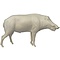 Wild boar (Sus scrofa)