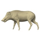 Wild boar (Art. G-W5-L-x)