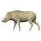 Wild boar (Sus scrofa)