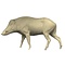 Wild boar (Sus scrofa)