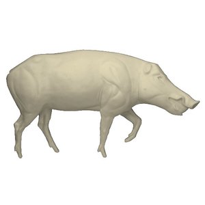 Wild boar (Sus scrofa)