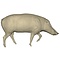 Wild boar (Sus scrofa)