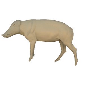 Wild boar (Sus scrofa)