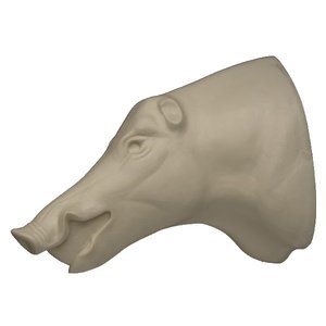 Wildschwein (Sus scrofa)