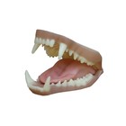 Raccoon - jaw-set