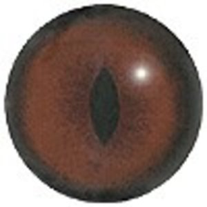 Polarfuchs (Vulpes lagopus)