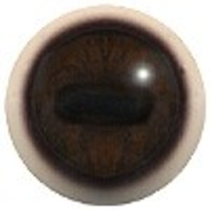 Ree (Capreolus capreolus)