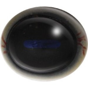 Reh (Capreolus capreolus)