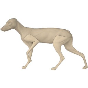 Rotfuchs (Vulpes vulpes)