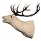 Red Deer (Cervus elaphus)