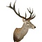 Rothirsch (Cervus elaphus)