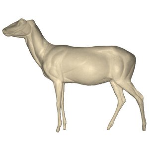 Edelhert (Cervus elaphus)