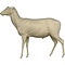 Rothirsch (Cervus elaphus)