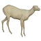 Gams (Rupicapra rupicapra)