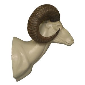 Mufflon (Ovis musimon)