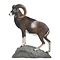 Mouflon (Ovis musimon)