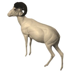 Mouflon (Ovis musimon)