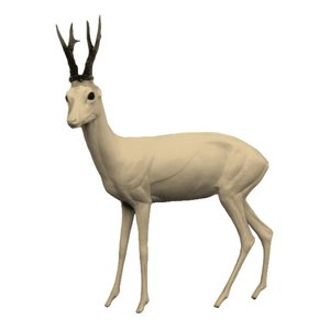 Ree (Capreolus capreolus)