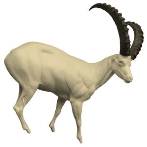 Alpine ibex (Capra ibex)