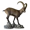 Alpine ibex (Capra ibex)