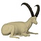 Steenbok  - Life size 3