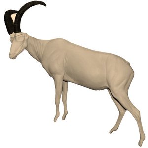 Iberian ibex (Capra pyrenaica)